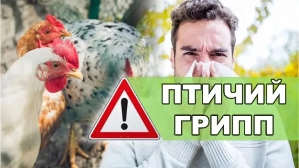 Памятка населению «О недопущении и распространении высокопатогенного вируса гриппа птиц в популяции домашних птиц».Памятка населению «О недопущении и распространении высокопатогенного вируса гриппа птиц в популяции домашних птиц».. Памятка населению «О недопущении и распространении высокопатогенного вируса гриппа птиц в популяции домашних птиц».Памятка населению «О недопущении и распространении высокопатогенного вируса гриппа птиц в популяции домашних птиц»..